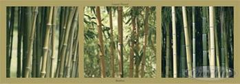Bambous Bambus (Kunstdruck)