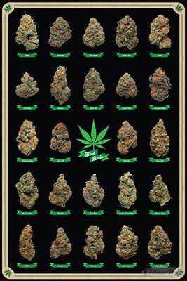 Cannabis Poster Best Buds Marihuana-Sorten