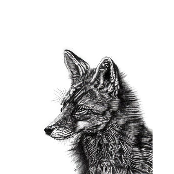 Fox Kunstdruck Fuchs
