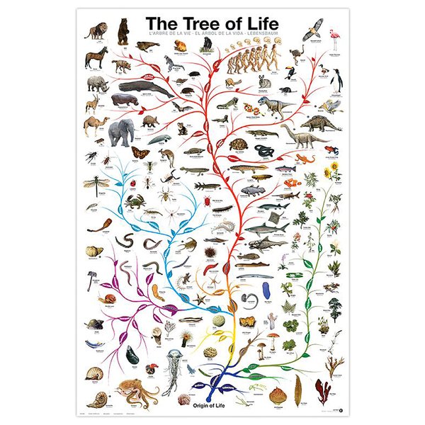Lebensbaum Poster