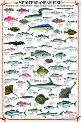 Mediterranean Fish Kunstdruck Fische des Mittelmeeres
