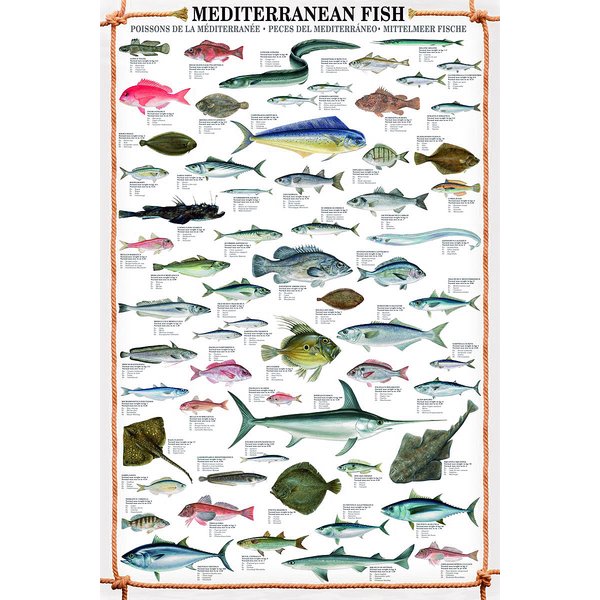 Mediterranean Fish Kunstdruck