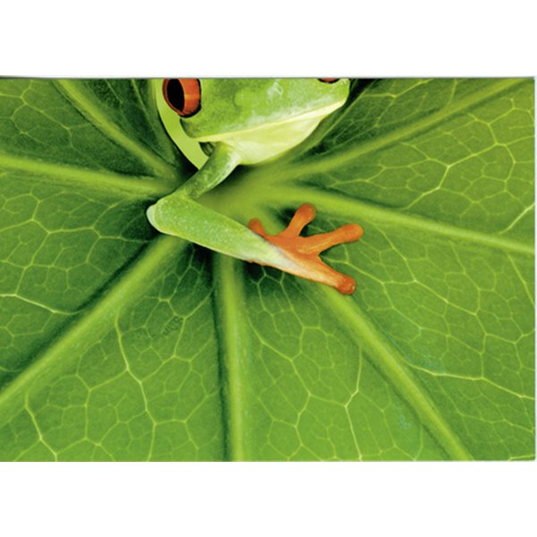 Postkarten-Puzzel Frog