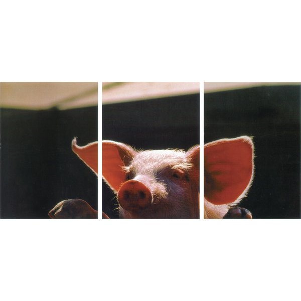 Postkarten-Puzzle Schweinchen