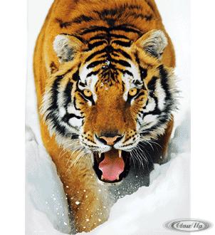 Tiger 3D Lentikular Poster