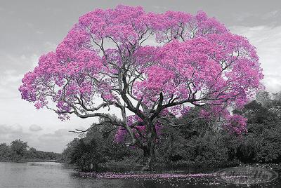 Tree Blossom Poster