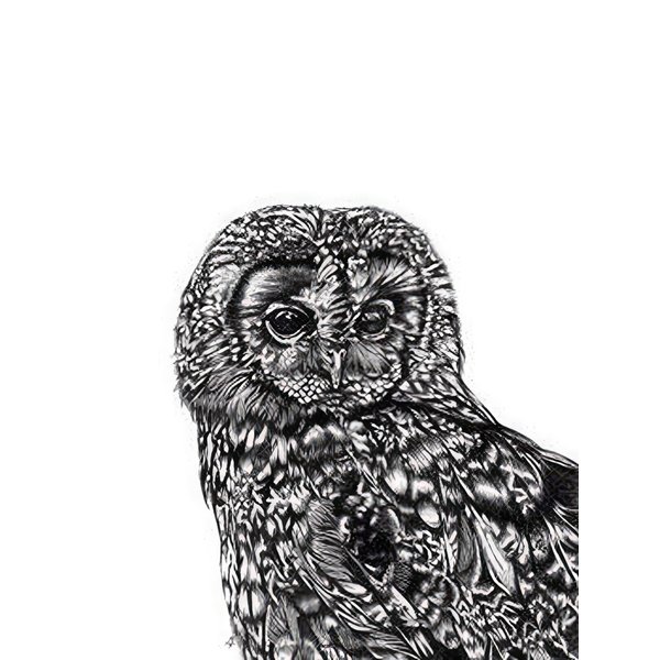 Tawny Owl Kunstdruck Eule