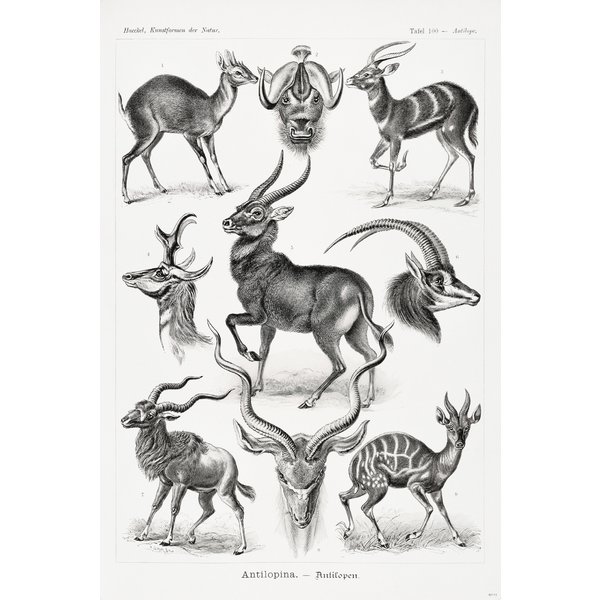 Antilopen Poster Ernst Haeckel