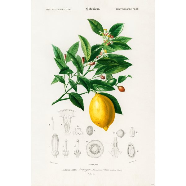 Citrus Limonium Poster