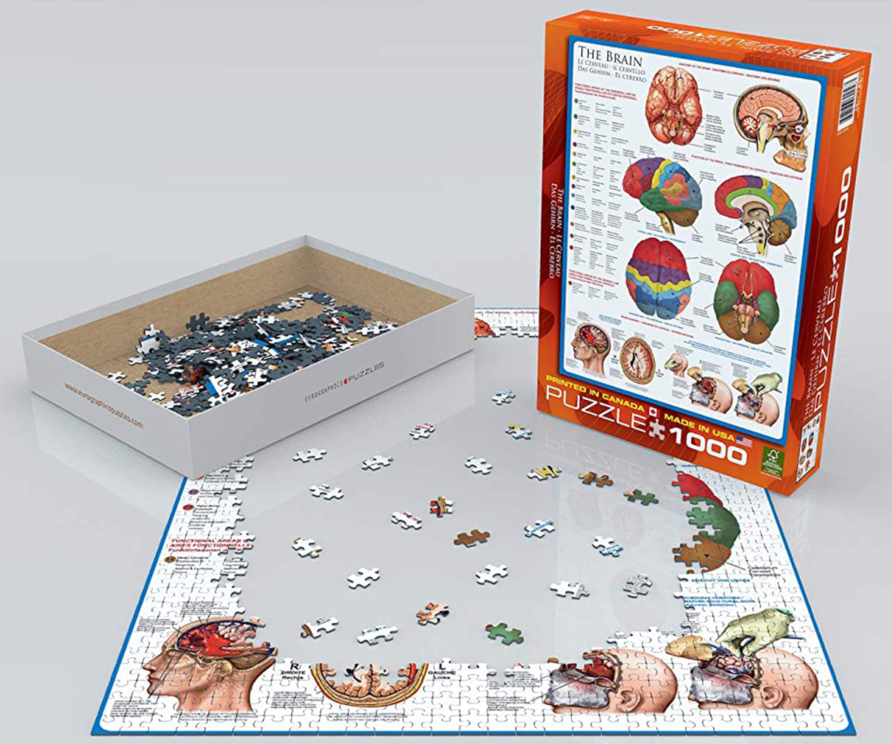 Das Gehirn Funktion Anatomie und Chirurgie Format 68x48cm 1000 Teile Puzzle