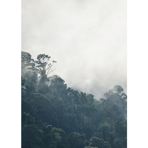 Dschungel Druck Regenwald