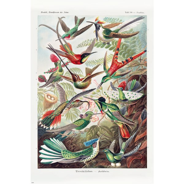 Kolibris Poster Ernst Haeckel