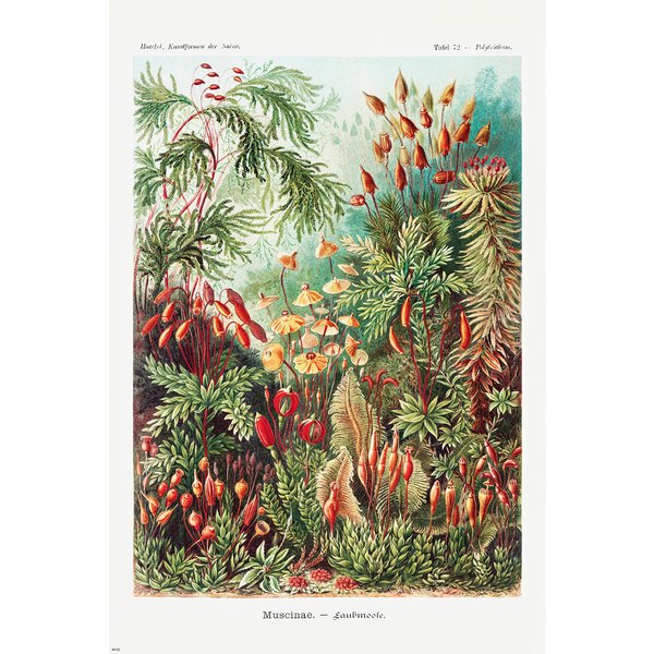 Laubmoose Poster Ernst Haeckel