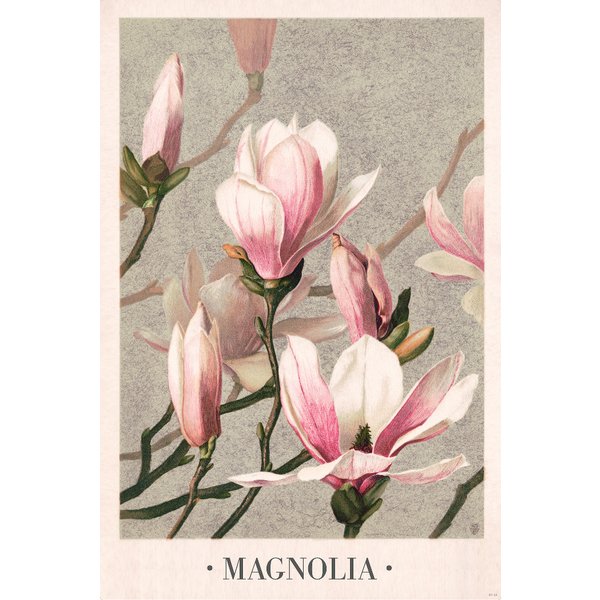 Magnolia Poster L. Prang & Co