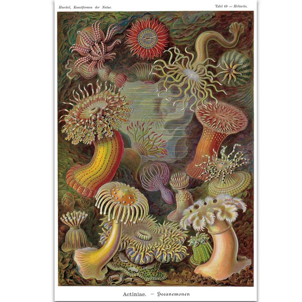 Seeanemonen Poster E. Haeckel