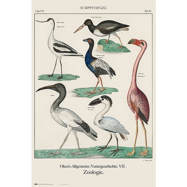 Sumpfvögel Poster Vintage