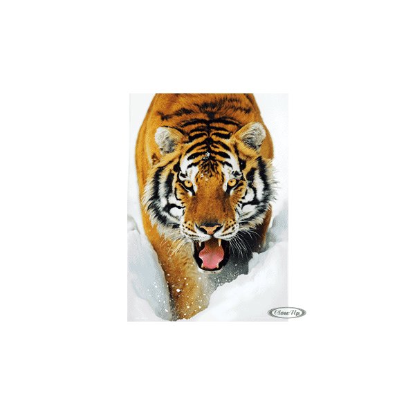 Tiger 3D Lentikular Poster