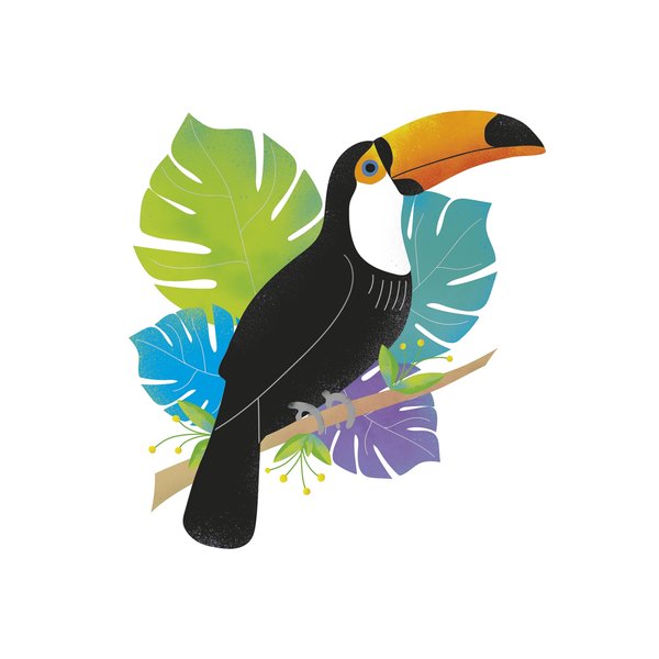Toucan Tropics - Wild