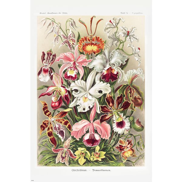 Orchideen Poster Ernst Haeckel