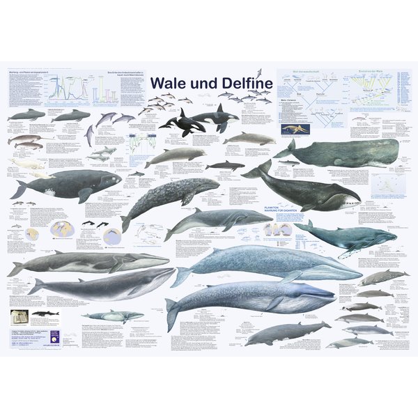 Wale und Delfine Poster